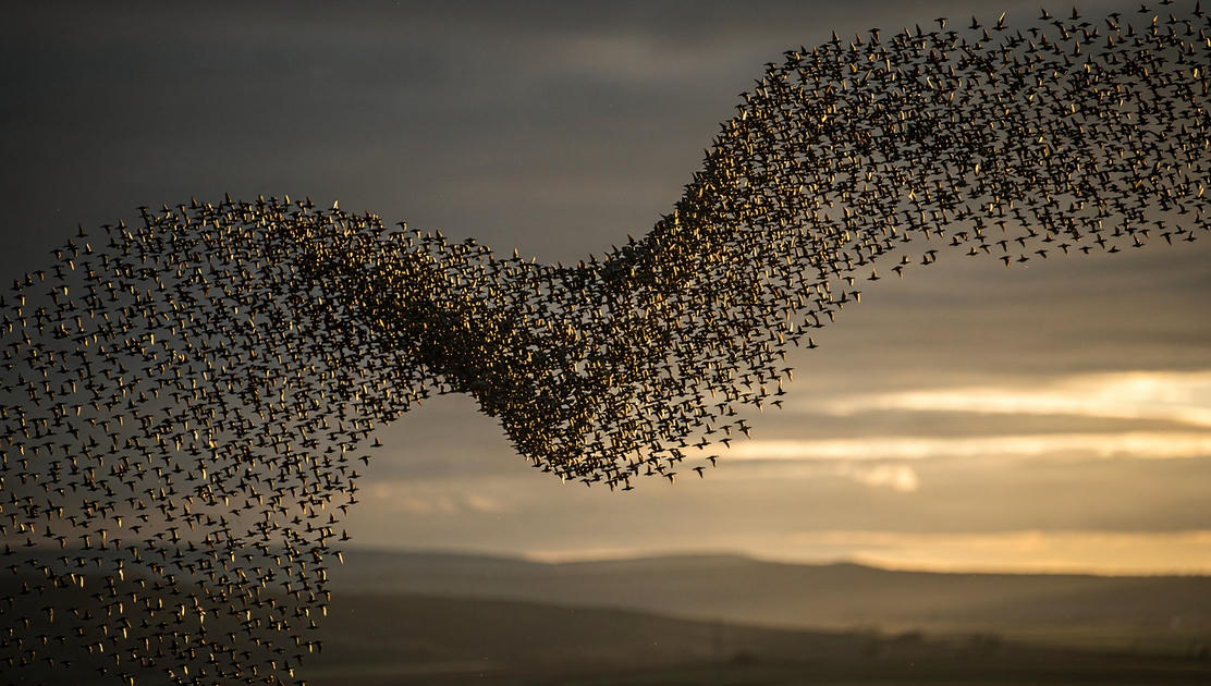 flux pro 2.0 A murmuration of starlings captured mid flight the flock forming a coherent wave 0