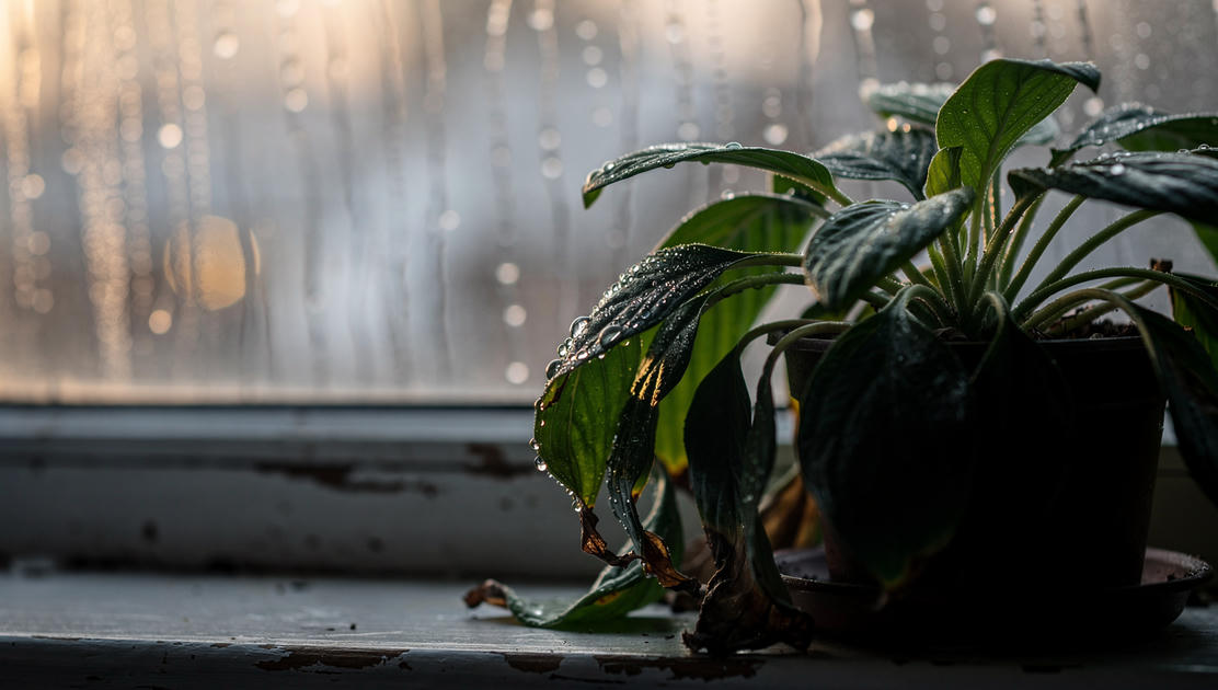 flux pro 2.0 A single wilting houseplant on a windowsill half its leaves vibrant green and re 2